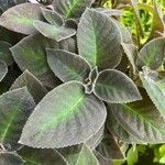 Episcia lilacina Hoja