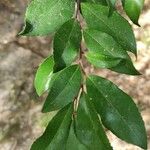 Sideroxylon lycioides Blatt