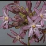 Dichelostemma multiflorum Other