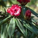 Rhododendron pachytrichum Λουλούδι