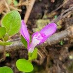 Polygala paucifolia Цвят