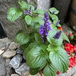 Salvia farinacea Облик