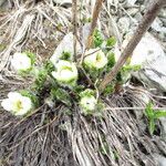 Pulsatilla occidentalis ᱵᱟᱦᱟ