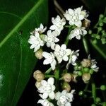 Ocotea dendrodaphne Flor
