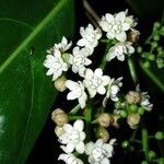 Ocotea dendrodaphne Flower