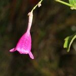 Strobilanthes hamiltonianus Other