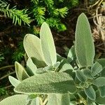 Phlomis purpureaЛіст