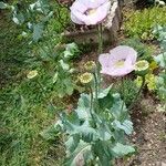 Papaver somniferum Habit