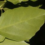 Dendropanax arboreus Hoja