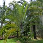 Dypsis decaryi Агульны выгляд