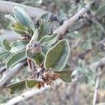 Prunus argentea Fuelha