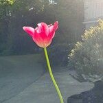 Tulipa didieri Blüte