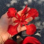 Delonix regia ফুল