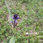 Bellevalia trifoliata Λουλούδι