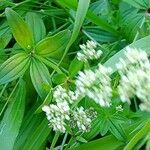 Galium rubioides Blomst