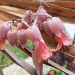 Kalanchoe laxiflora 花