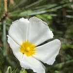 Cistus salviifolius Flors