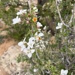 Philadelphus microphyllus Flower