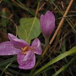 Colchicum autumnaleКвітка