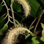 Salix pedicellata Frutto