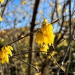 Chimonanthus praecox 花