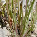 Juncus ensifolius Costuma