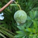 Styrax americanus Frucht