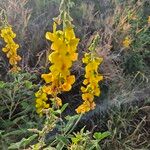 Crotalaria goodiiformis Λουλούδι