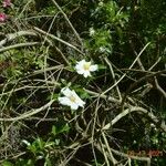 Rosa laevigata फूल