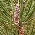 Pinus pinasterFruto