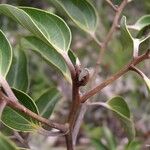 Cryptocarya transversa Hábito