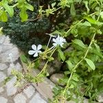 Plumbago zeylanica फूल