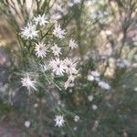 Baccharis sarothroides Kvet