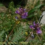 Oxytropis jacquinii Hábito