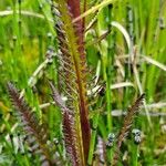 Pedicularis groenlandica 葉