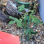 Passiflora subpeltata Blad