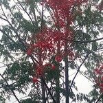 Brachychiton acerifolius (A.Cunn. ex G.Don) F.Muell.Flower