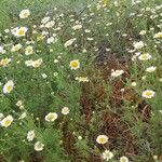 Anthemis ruthenica Costuma