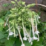 Nicotiana sylvestris Blomma