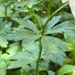 Trollius laxus Hoja