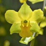 Cyrtopodium flavum Flower