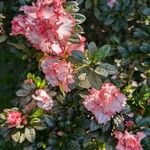 Rhododendron alabamenseFlower