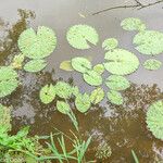 Nymphaea lotus Blatt