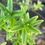Glandora prostrata 葉