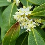 Osmanthus decorus Blüte