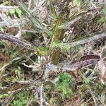 Cirsium muticum Feuille