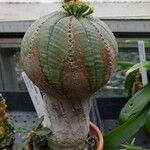 Euphorbia obesa Habit