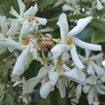 Trachelospermum jasminoides Квітка