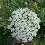 Daucus carota花