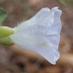 Bonamia spectabilis Blüte